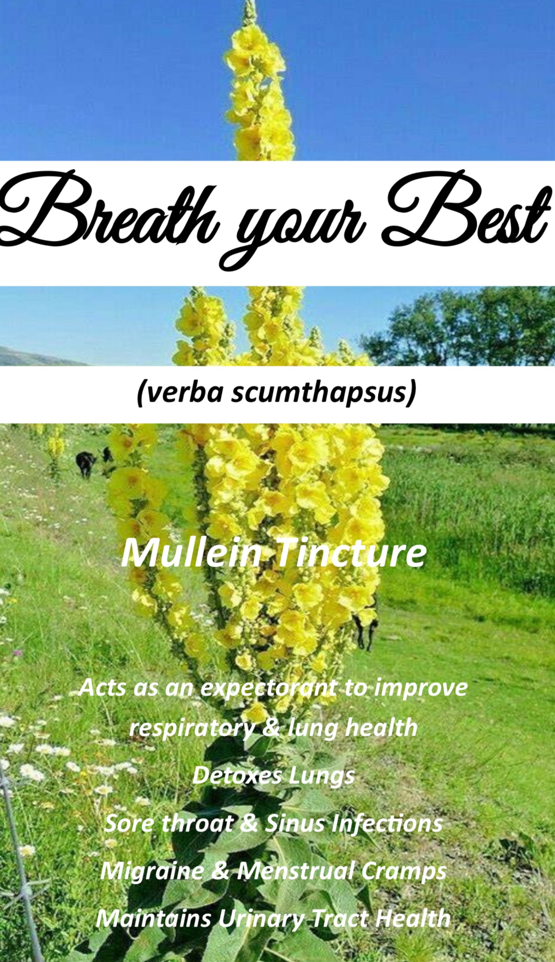 Mullein Tincture