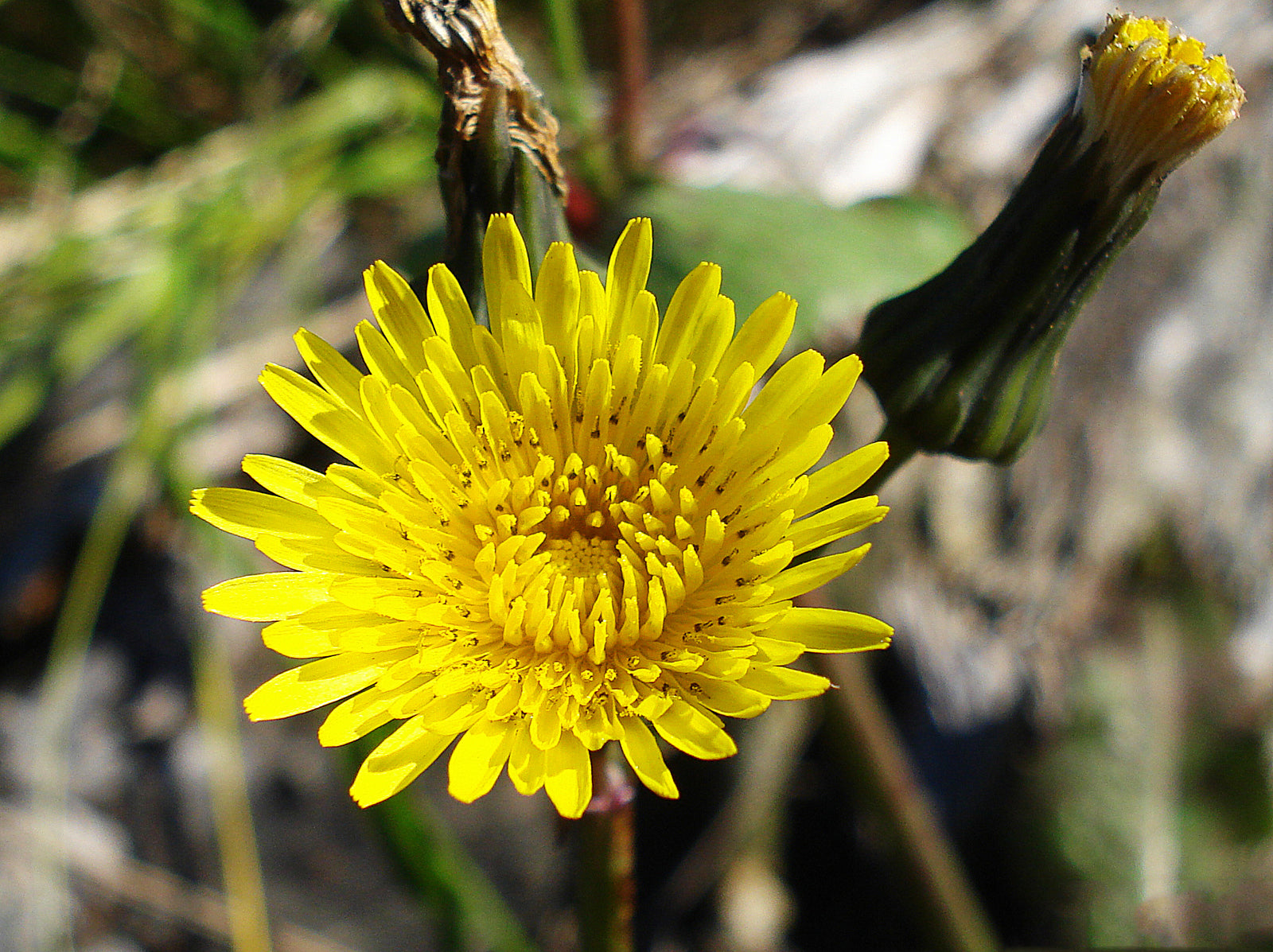 Sow Thistle Tincture