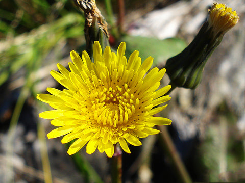 Sow Thistle Tincture
