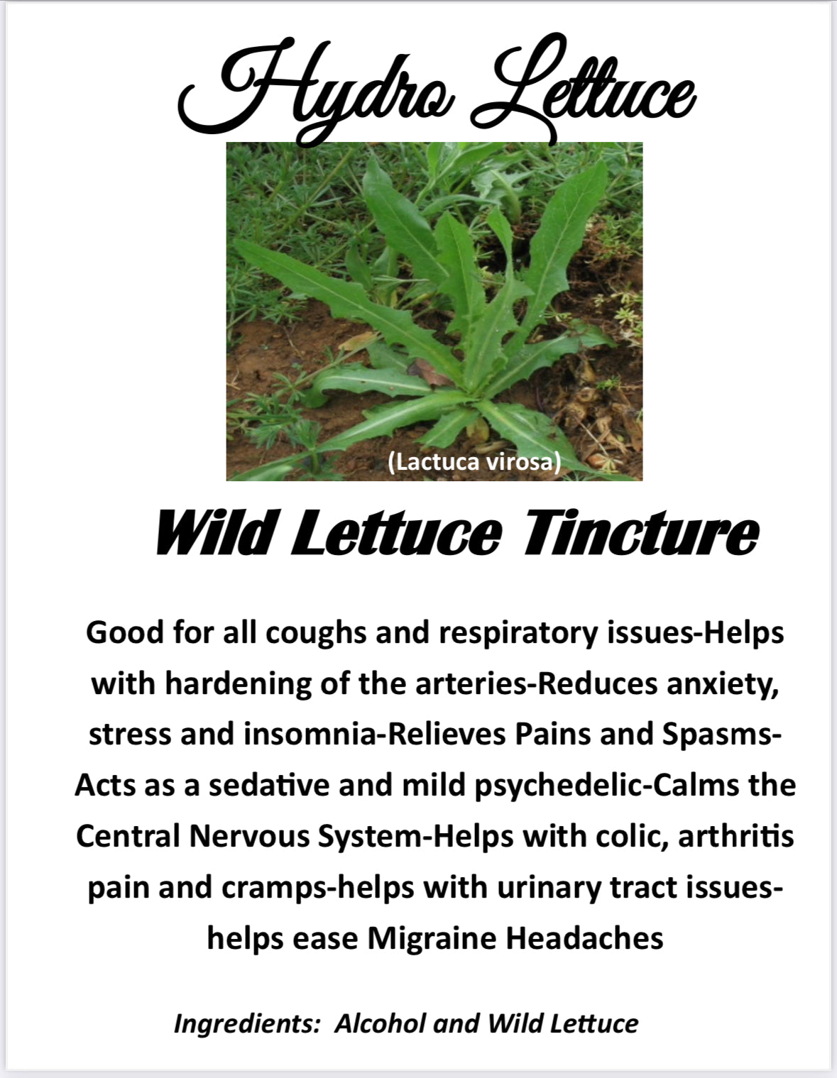 Wild Lettuce Tincture