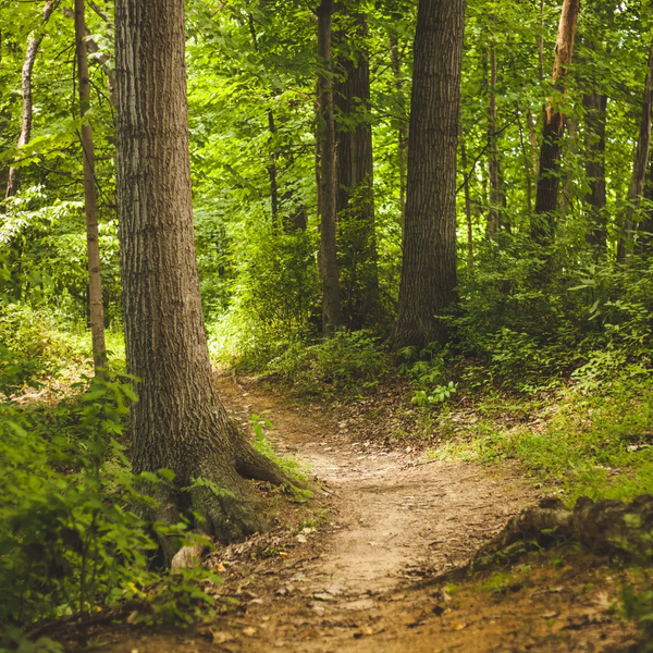 Appalachian Trail Candle