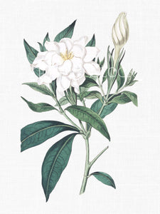 Jasmine Flowers - Dried Botanicals for Crafting